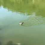 Üdülőpark Varbaka Ribarica